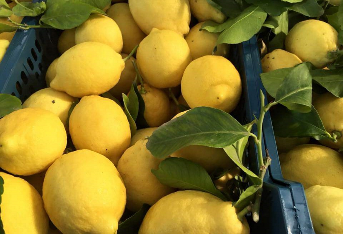 Limoni