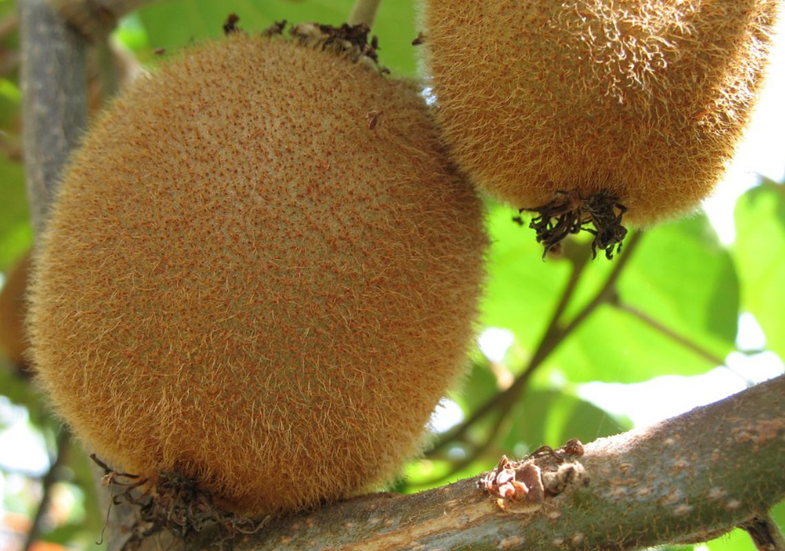 Kiwi