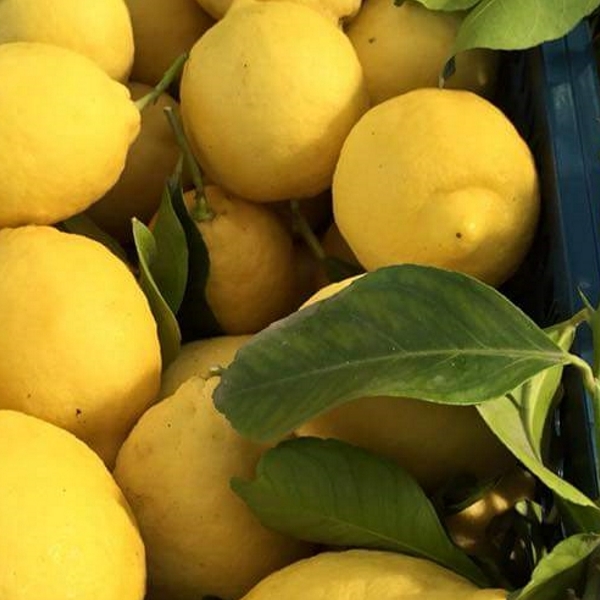 Limoni